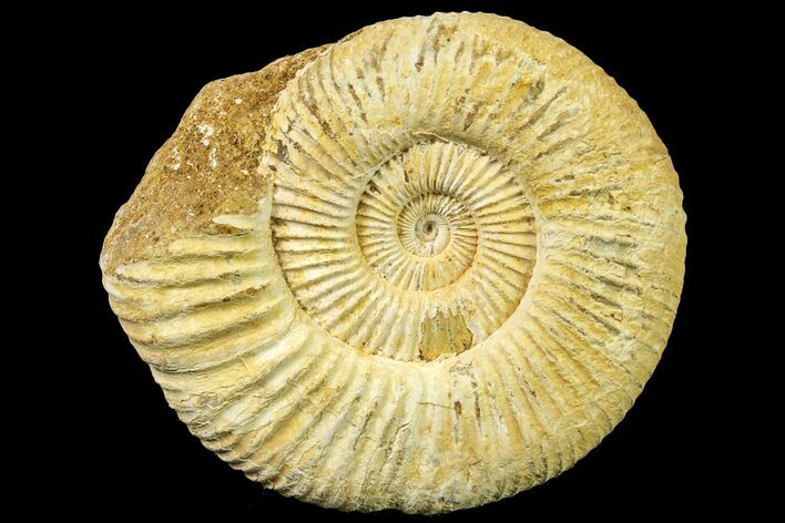 Jurassic Ammonite (Perisphinctes) Fossil - Madagascar #161774
